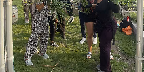 Urban Garden 101 - How to harvest and dry yarrow and calendula