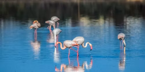 One year anniversary Cypriots beyond borders
