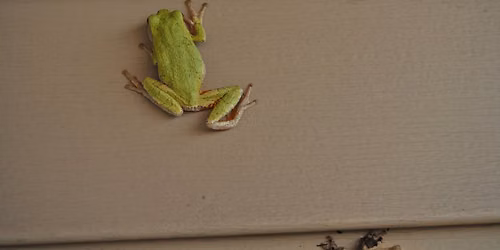 Live Animals at the Deep Lakes Park Campground