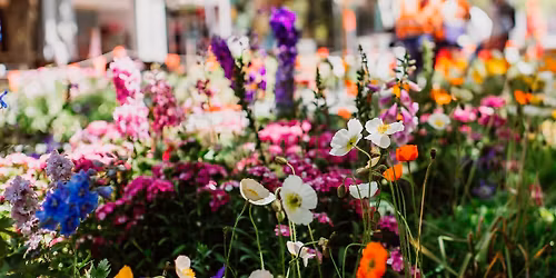\ud83e\udeb4Free plant giveaway\ud83c\udf3f