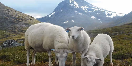 LAM 2026 - meld deg p\u00e5 n\u00e5!