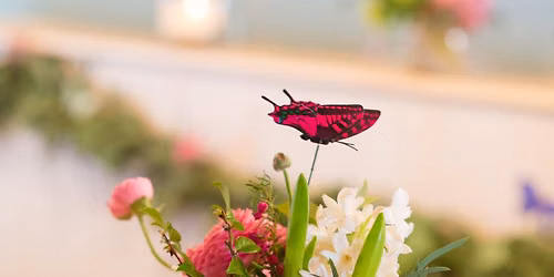 Kids Garden Hour - Pollination Celebration