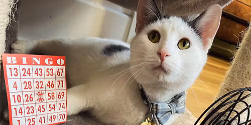 Theo\u2019s Cat Bingo!