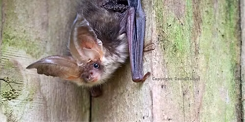 Let's go Batty - Bat Walk & Talk Lancaster
