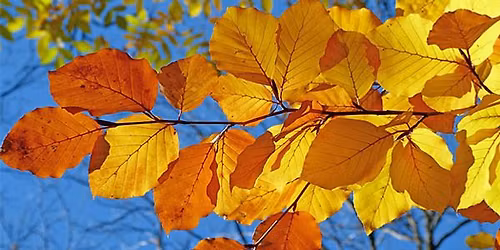 L\u00e4ngtan efter ljuset