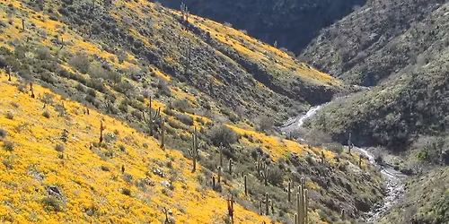 Gold Fever Jeep Adventure