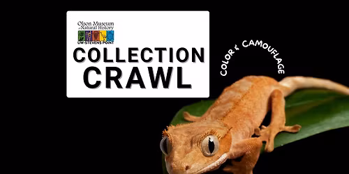 Collection Crawl "Color & Camouflage"