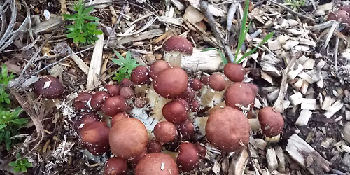 Ateliers pratiques de culture de champignons au jardin et en for\u00eat