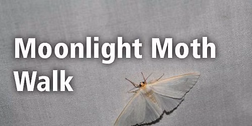 Moonlight Moth Walk
