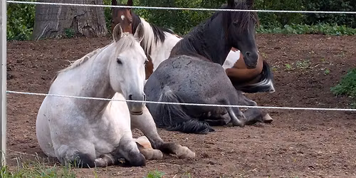 Adult Equine Assisted Wellness & Retreat