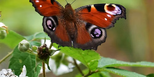 NWT Sweet Briar Marshes: Beautiful butterflies (family event)