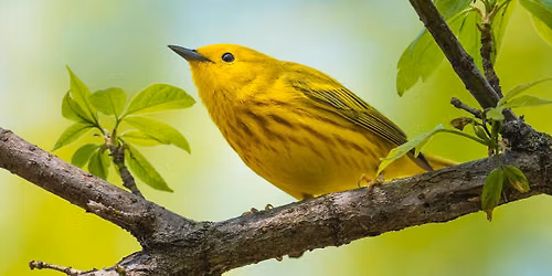 Wings Over Lake Erie: Fall Bird Migration Series