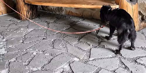 Wiosenna noseworkowa gra terenowa