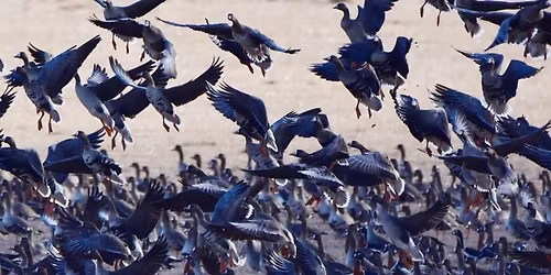 \u00c9szaki vadl\u00fadt\u00f6megek Dinny\u00e9sen