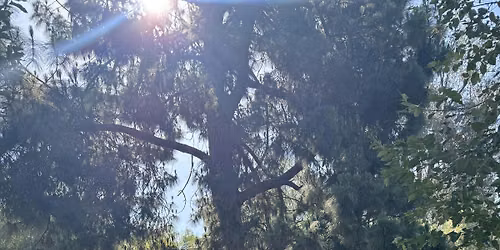 Kundalini Yoga  under the Trees