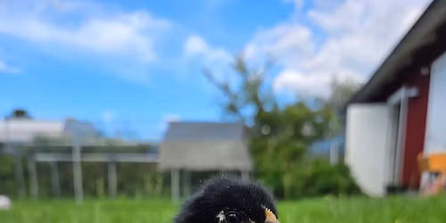 V\u00e5r, h\u00f6ns och hantverksmarknad