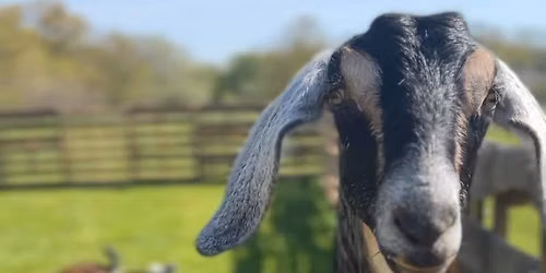 Goat & Piggy Yoga with Mindful Motion
