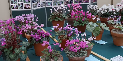 Cyclamen Society Annual Spring Show 2026