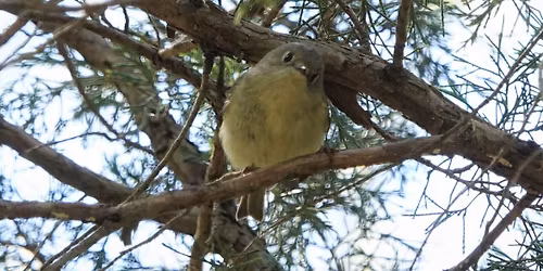 Bird Walk at Clarksville Greenway