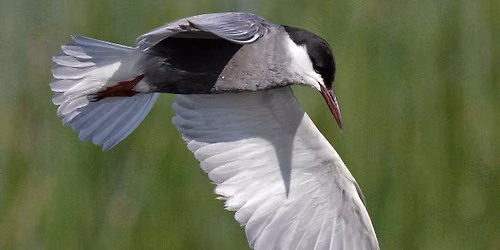 ECOC Lecture: Saving Birds to Save the Planet