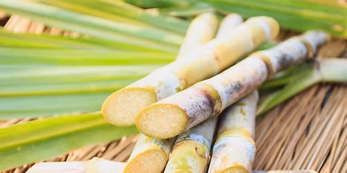 Apotheke Academy- SUGARCANE SPIRITS