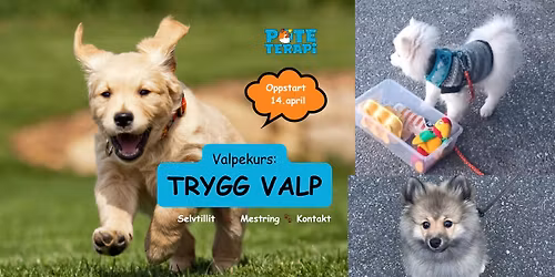 \ud83d\udc3e Trygg Valp \ud83d\udc3e Valpekurs \ud83d\udc3e