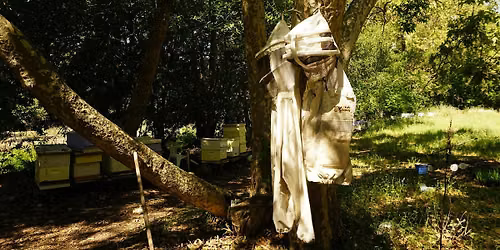 Paint & Pollinate - Decorate a Honeybee's New Home