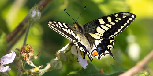 World Swallowtail Day