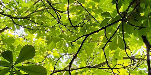 Forest Bathing for People Living with Cancer