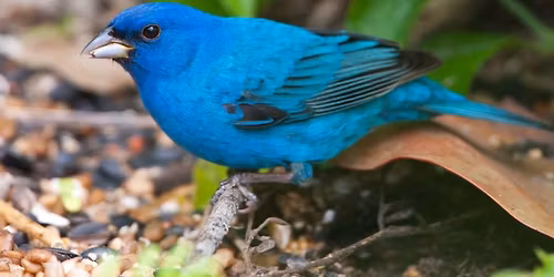 ECO Homeschool Adventures: Bird Biology