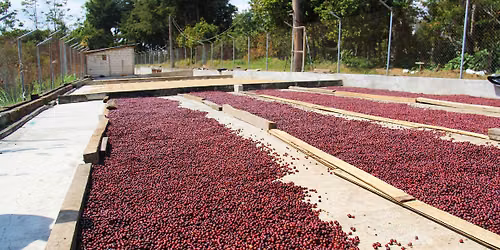 PER \u2022 Curated Cupping: Exploring the Wild Frontier of Coffee Processing
