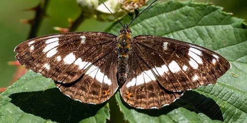 Guided White Admiral Butterfly Walk - Comer Woods