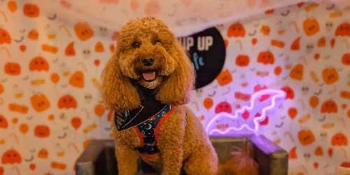 Halloween Doodle\/Poodle Pup Up Cafe \u2013 Birmingham\ud83c\udf83