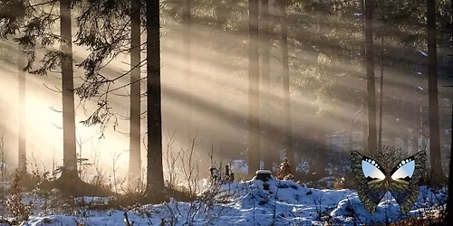 VinterRo og Fordybelse-Stillevandring i den fortryllende vinterskov