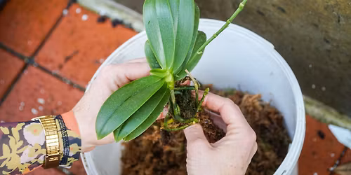 WORKSHOP - Orchideen auf der Fensterbank