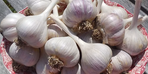 Garlic Days
