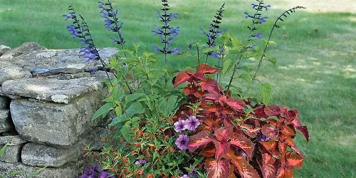 Colorful Container Gardening