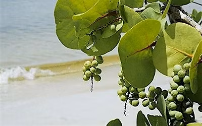 Salt-Tolerant Plants for Pinellas County