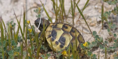 The reptiles of Greece with Mike Linley
