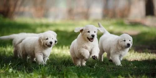 Better Dog, Better Life: Practical Dog Training