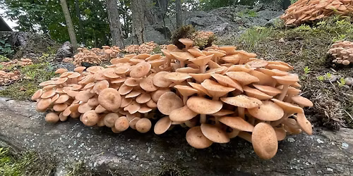 Summer Fungi Walk - July 18