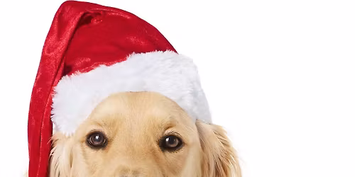 Black Friday Small Business Saturday Sales Week