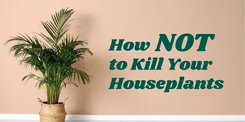 How NOT to K*ll Your Houseplants