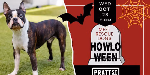 Meet Adoptable Rescue Dogs in Hartford CT