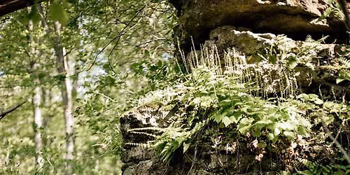 Wildflower Pilgrimage Jr