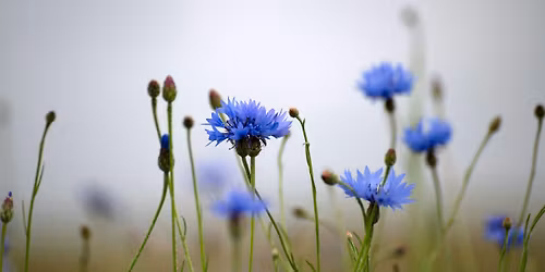 Wildflower and Habitats Guided Walk