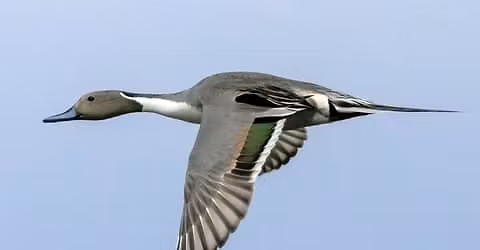 Shenandoah Valley Ducks Unlimited Fall Banquet