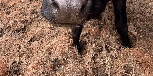 COW PLOP BINGO