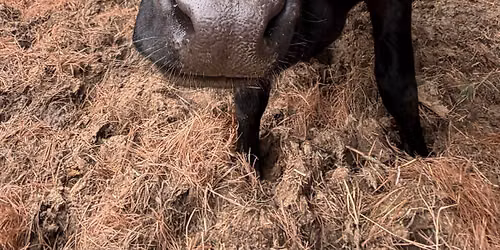 COW PLOP BINGO