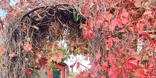 Root & Rise Women's Circle & Dance ~ Autumn Equinox